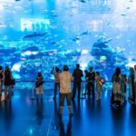Dubai Aquarium & Underwater Zoo Entrance Ticket - Final Thoughts: Is the Dubai Aquarium & Underwater Zoo Worth It?