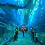 Dubai Aquarium & Underwater Zoo with Penguin Cove - Experience Breakdown and Practical Tips