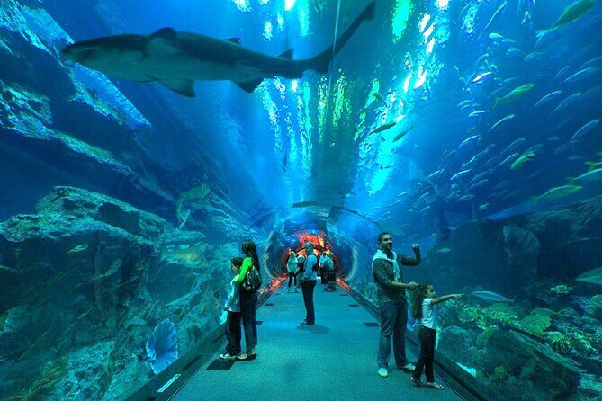 Dubai Aquarium & Underwater Zoo with Penguin Cove - Experience Breakdown and Practical Tips