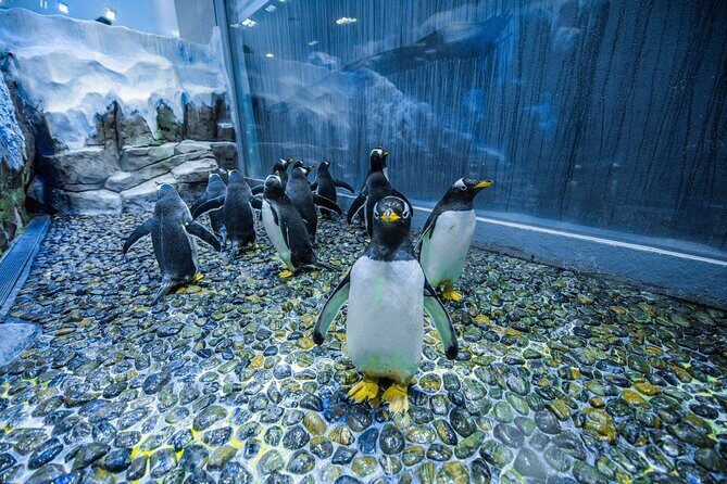 Dubai Aquarium with Various Animal Encounter and Access Options - Who Is This Tour Best For?