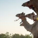 Dubai Camel Race with a Camel Ride - Final Reflections