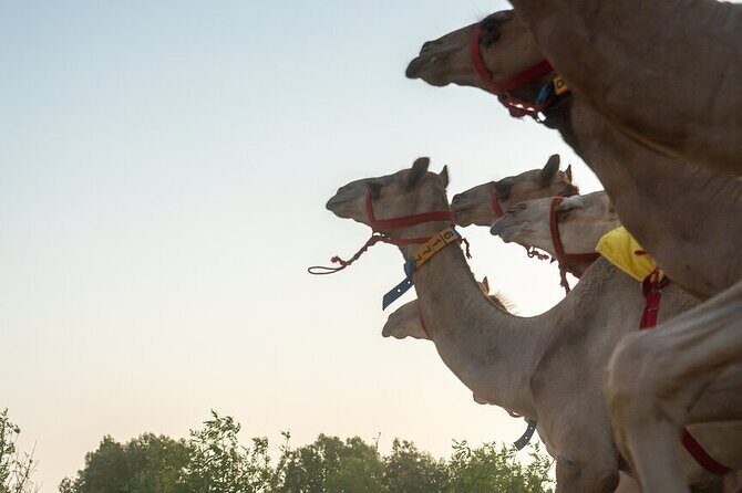 Dubai Camel Race with a Camel Ride - Final Reflections