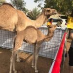 Dubai Desert Safari and Quad Bike Ride with Buffet Dinner - Sandboarding and Camel Rides: Fun and Cultural Flavors