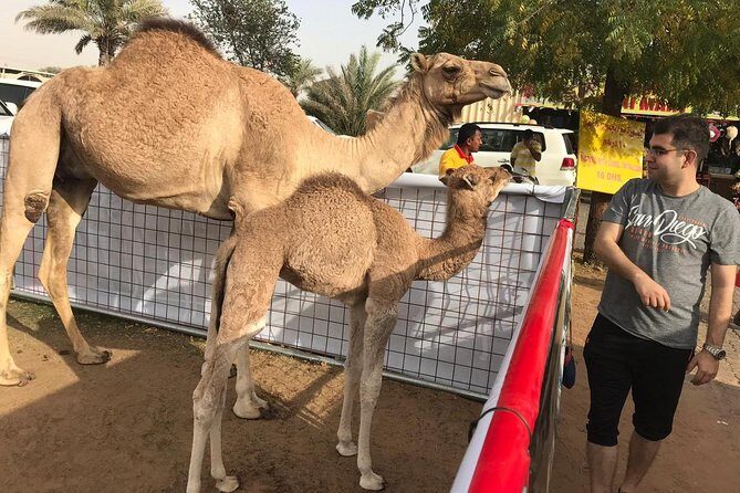 Dubai Desert Safari and Quad Bike Ride with Buffet Dinner - Sandboarding and Camel Rides: Fun and Cultural Flavors