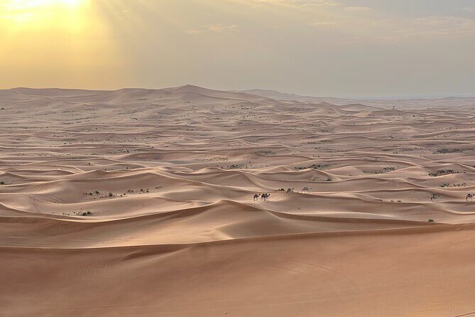 Dubai Desert Safari, Camel, Live BBQ & Shows (Private 4x4 Car) - Who Should Consider This Tour?