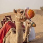 Dubai Desert Safari With ATV - Authentic Experiences Highlighted by Reviewers