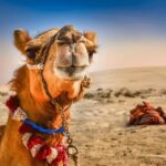 Dubai: Extreme Desert Safari, Camel Ride, Show & BBQ Dinner - FAQs