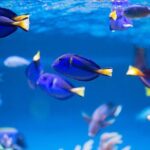 Dubai Mall Aquarium & Underwater Zoo with Penguin Cove Tickets - Practical Details & Tips for Visiting