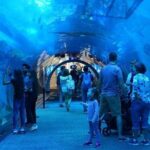 Dubai Mall Aquarium with Penguin Cove + Skyview Ticket - Final Thoughts: Is It Worth It?