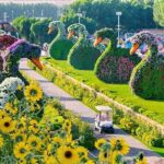 Dubai Miracle Garden Entry Tickets - Authentic Experiences from Reviewers