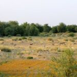 Dubai: Morning Safari by Vintage G Class & Al Marmoom Experience - Who Will Love This Tour?