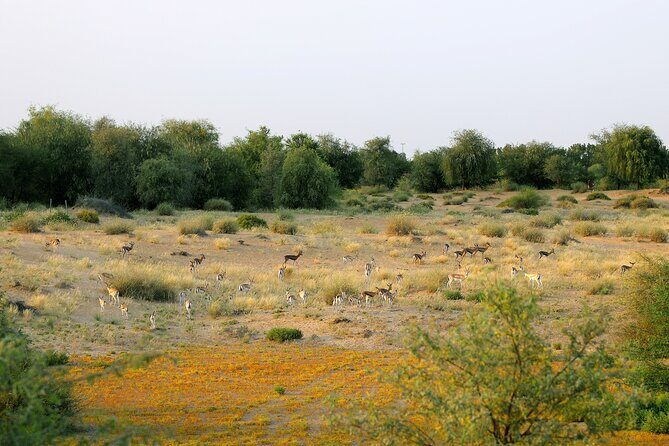 Dubai: Morning Safari by Vintage G Class & Al Marmoom Experience - Who Will Love This Tour?