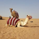 Dubai Red Dune Desert Safari: Camel Ride, Sandboarding & BBQ - Who Should Consider This Tour?