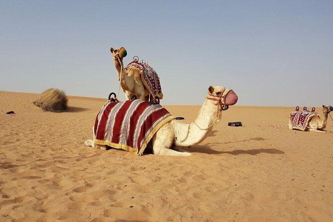 Dubai Red Dune Desert Safari: Camel Ride, Sandboarding & BBQ - Who Should Consider This Tour?