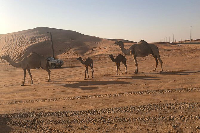 Dubai Red Dunes Desert Safari : Sandboarding, BBQ & Live Shows - FAQ