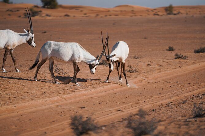 Dubai Red Dunes Safari: Dune Bashing, Camel Ride & Breakfast - Additional Considerations