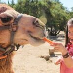 Dubai Royal Camel Race with Prime Seats & Short Camel Ride - Activities and Highlights