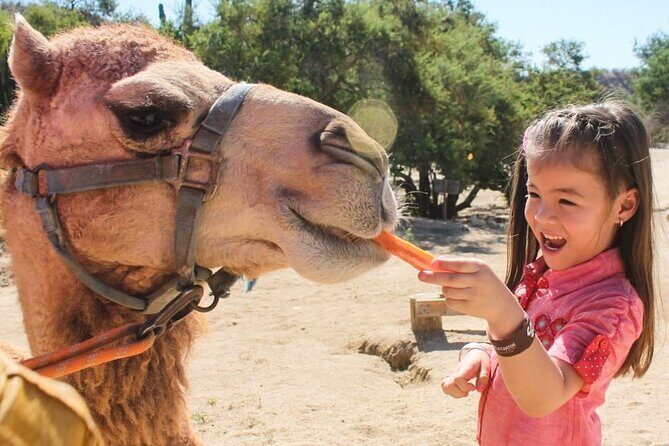 Dubai Royal Camel Race with Prime Seats & Short Camel Ride - Activities and Highlights