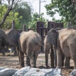 Dubai Safari Park - Exploring the Animal Habitats and Exhibits