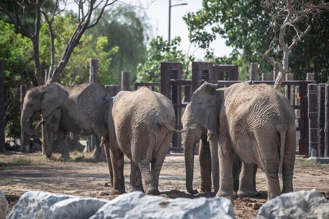 Dubai Safari Park - Exploring the Animal Habitats and Exhibits
