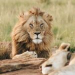 Dubai Safari Park Tickets with Options - Booking and Entry: How It Works