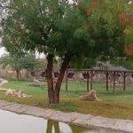 Dubai Safari Park Visit with Hotel Pickup and Drop-off - Who Is This Tour Best Suited For?