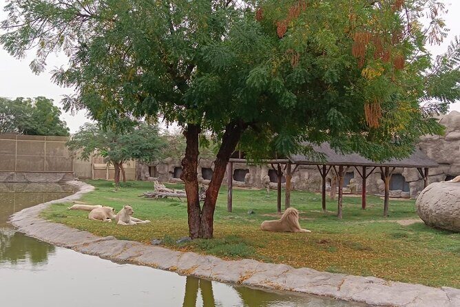 Dubai Safari Park Visit with Hotel Pickup and Drop-off - Who Is This Tour Best Suited For?