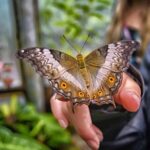 Dubai: Skip-The-Line Ticket to Butterfly Garden - Practical Details and Tips