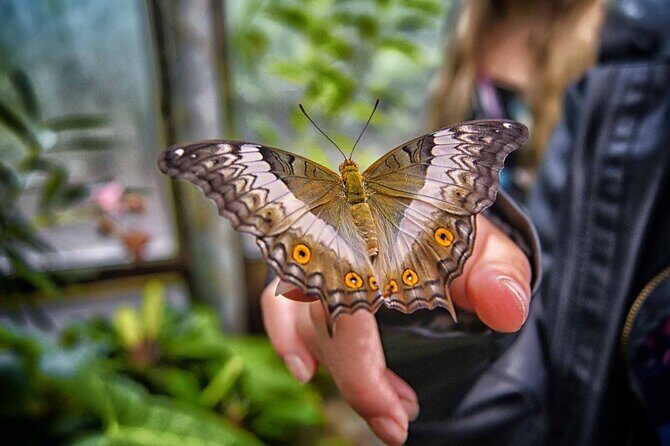 Dubai: Skip-The-Line Ticket to Butterfly Garden - Practical Details and Tips