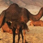 Dune Bashing Desert Safari Trip - Why You’ll Love the Dune Bashing Desert Safari