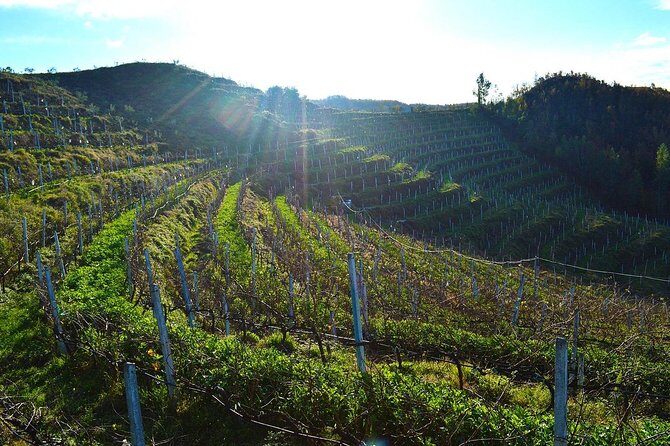 Durres & Wine Tasting Tour - Why This Tour Offers Great Value