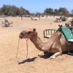 e-Scooter City Tour + Camel Ride inside Maspalomas Dunes - The Fun of Electric Scooter Riding