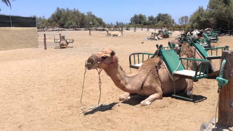 e-Scooter City Tour + Camel Ride inside Maspalomas Dunes - The Fun of Electric Scooter Riding