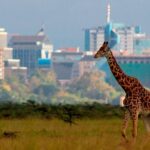 Early Morning Group Joining Game Drive In Nairobi National Park - What the Reviews Reveal