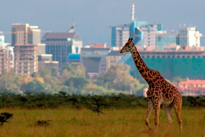 Early Morning Group Joining Game Drive In Nairobi National Park - What the Reviews Reveal