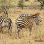 Early Morning Group Joining Mini Safari To Nairobi National Park - Why Choose This Tour?