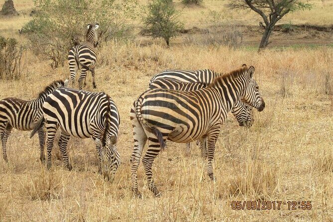 Early Morning Group Joining Mini Safari To Nairobi National Park - Why Choose This Tour?