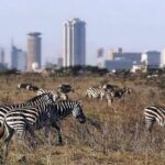 Early Morning Half Day Group Tour to Nairobi National Park - The Itinerary Breakdown