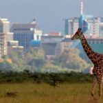 Early Morning Half Day Mini Safari To Nairobi National Park - What’s Included and What to Consider