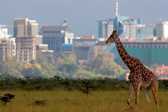 Early Morning Half Day Mini Safari To Nairobi National Park - What’s Included and What to Consider