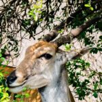 Early Morning Nairobi Park Safari and Giraffe Centre Tour. - Authentic Insights from Reviewers