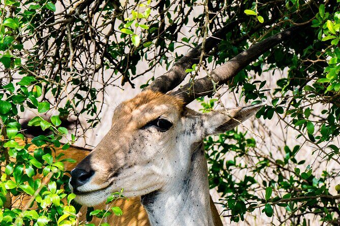 Early Morning Nairobi Park Safari and Giraffe Centre Tour. - Authentic Insights from Reviewers