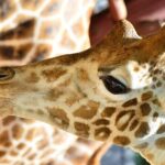 Early Nairobi Park Giraffe Centre and Optional Elephant Orphanage - The Value of This Tour