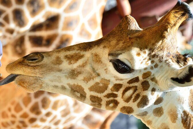 Early Nairobi Park Giraffe Centre and Optional Elephant Orphanage - The Value of This Tour