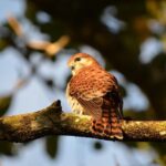 Ebony Forest Reserve Chamarel: Endemic Birdwatching Guided Tour - What Reviewers Love Most