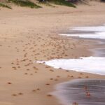 Economic 1Day Maputo Special Reserve Safari(Maputo National Park) - Exploring the Itinerary in Detail
