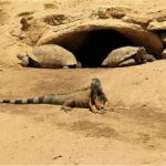 Effortless Agadir Crocoparc Ticket and Transfer Service - Transportation and Practicalities