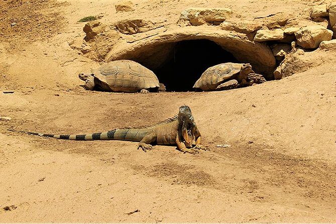 Effortless Agadir Crocoparc Ticket and Transfer Service - Transportation and Practicalities