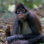 Elephant & Monkey Sanctuary Tour from Johannesburg - A Closer Look at the Sanctuary Tour Experience