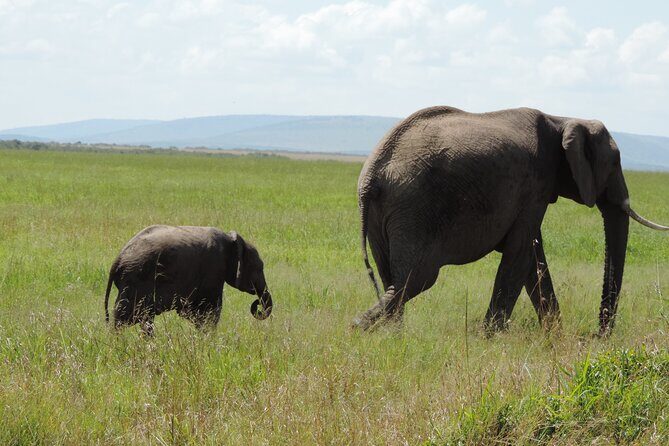 Elephant Orphanage and Giraffe Center Nairobi Day Tour - The Practicalities: Transport and Guides